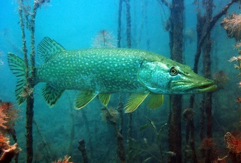 Brochet au beurre blanc