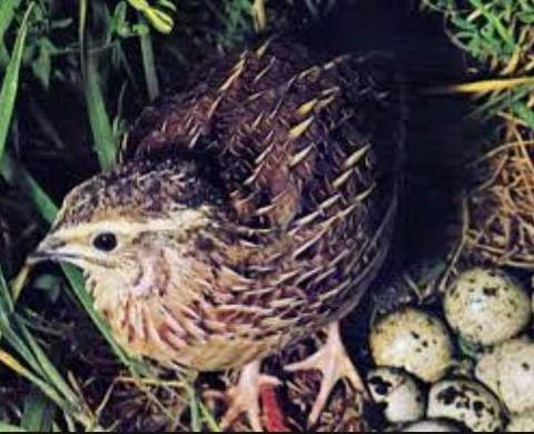 Jura's Macvin quails