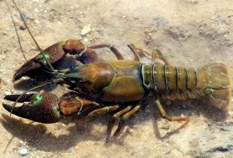 Crayfish flambéed with Arbois's Brandy