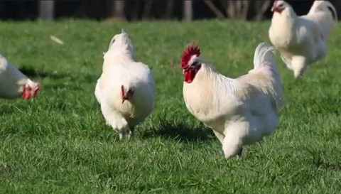 Poulet au Vin Jaune et Morilles