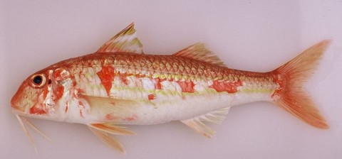 自然萨瓦涅酒醋烤红鲻鱼