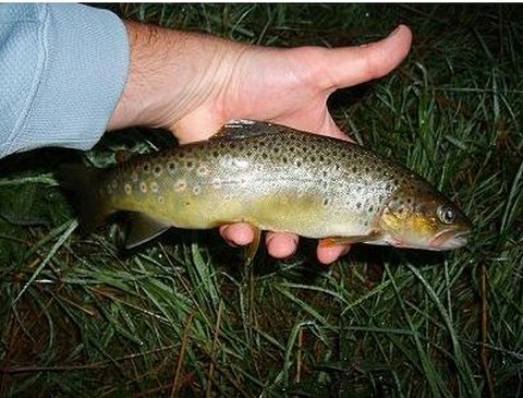 Morels and Yellow-wine Trout