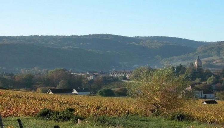 Le vignoble d'Arbois